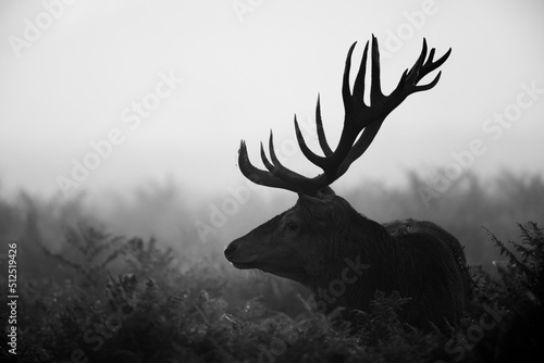 Fotografiet Silhouetted Red Deer during the annual deer rut in London's Parks