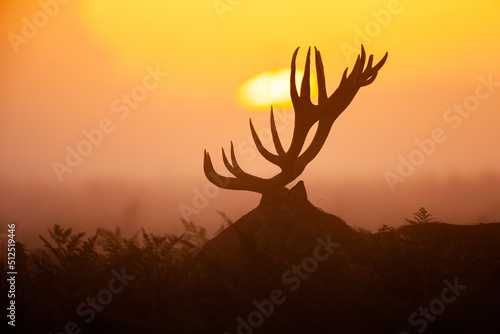 Silhouetted Red Deer during the annual deer rut in London s Parks