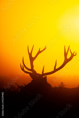 Silhouetted Red Deer during the annual deer rut in London s Parks