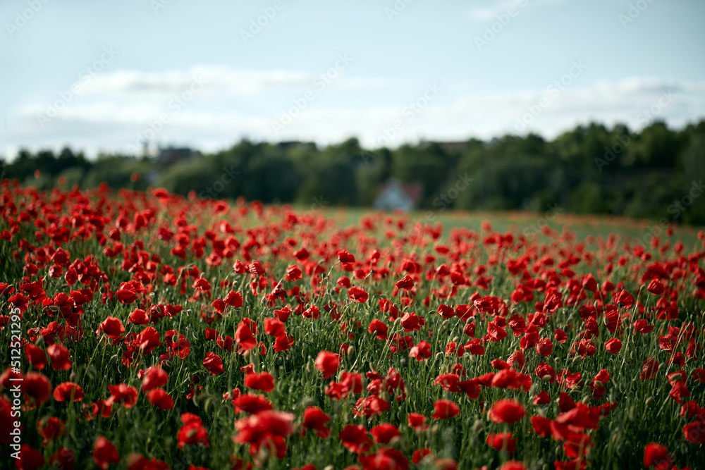 Sunny day at the red poppy field. Countryside landscape at the summer