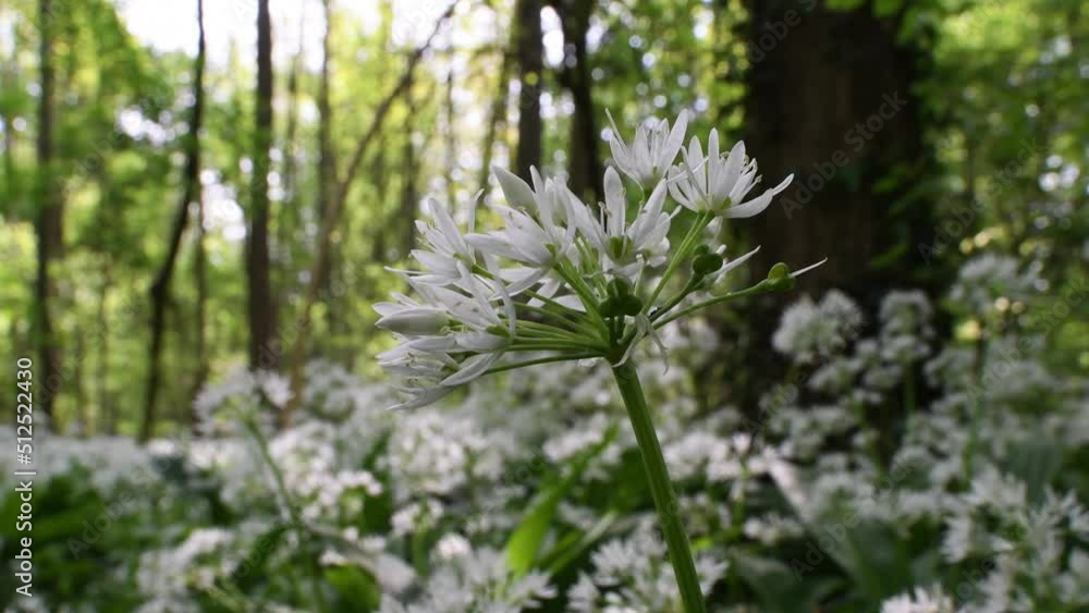 Ramsons, Bear's garlic, Allium ursinum, Allium ucrainicum, Alliaceae, plants Ramsons, Bear's garlic, Allium ursinum, Allium ucrainicum, Alliaceae, plants