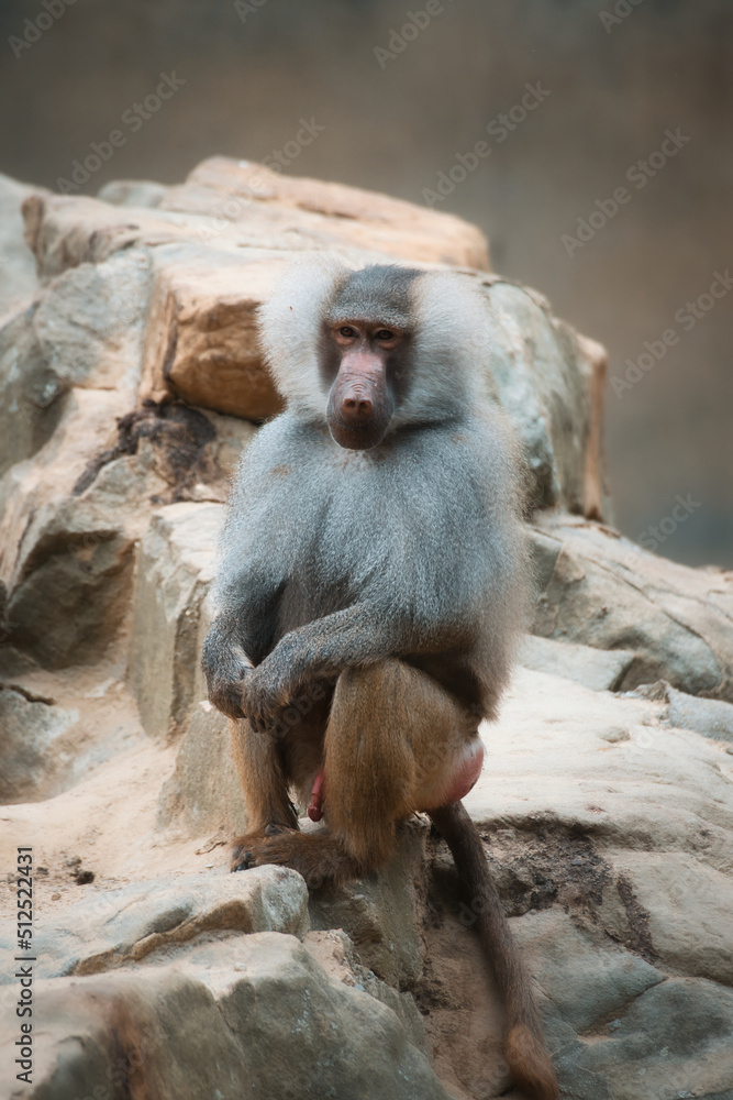 Baboon on rock. Relaxed monkeys that live in the family association. Big monkeys