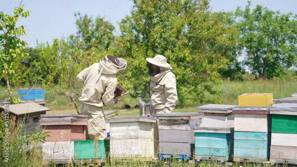 Experienced apiculturists stand at their bee farm. Bee farmers check up the frame covered with bees. Nature backdrop. Experienced apiculturists stand at their bee farm. Bee farmers check up the frame covered with bees. Nature backdrop.