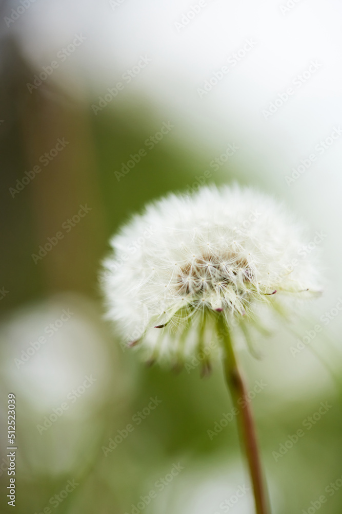 Dandelion with seeds in beautiful nature background Dandelion with seeds in beautiful nature background