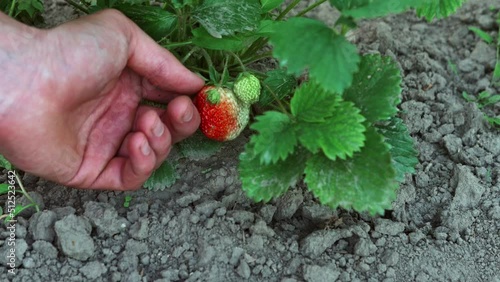 Young fresh strawberries and unripe strawberries