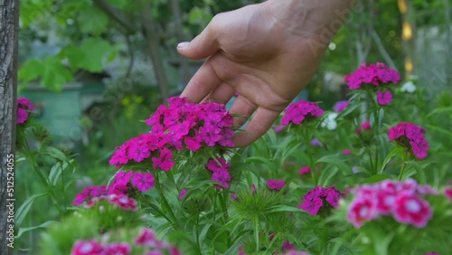 Hand touches pink flowers in summer garden