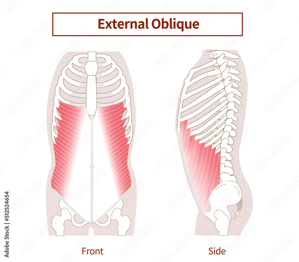 Abdominal muscle group Illustration of the external oblique abdominal