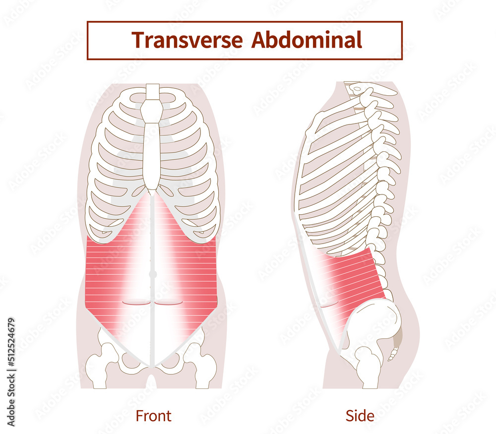 Vetor de Transversus abdominis Muscle Illustration of abdominal muscle ...
