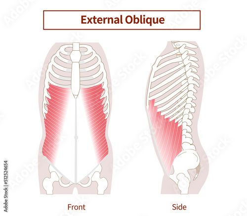 Abdominal muscle group Illustration of the external oblique abdominal muscles Lateral and frontal views