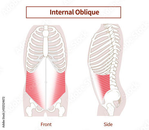Abdominal muscle groups Illustrative illustrations of the internal abdominal oblique muscles Lateral and frontal views