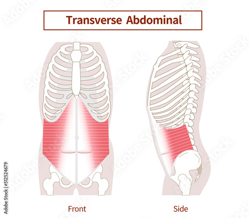 Transversus abdominis Muscle Illustration of abdominal muscle group Side view and front view