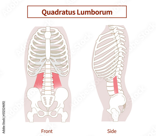 Illustration of the quadratus lumborum muscle in lateral and frontal views