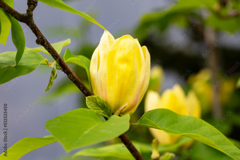 magnolia yellow flowers in a spring garden, natural seasonal floral background with copyspace. magnolia yellow flowers in a spring garden, natural seasonal floral background with copyspace.