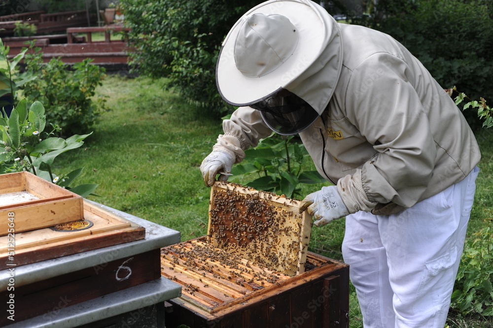 Beehives and beekeeper or apiarist in orchard in apiary for ecological and organic honey production by bees with green grass Beehives and beekeeper or apiarist in orchard in apiary for ecological and organic honey production by bees with green grass