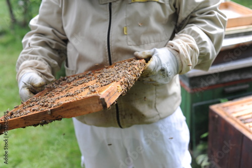 Beehives and beekeeper or apiarist in orchard in apiary for ecological and organic honey production by bees with green grass