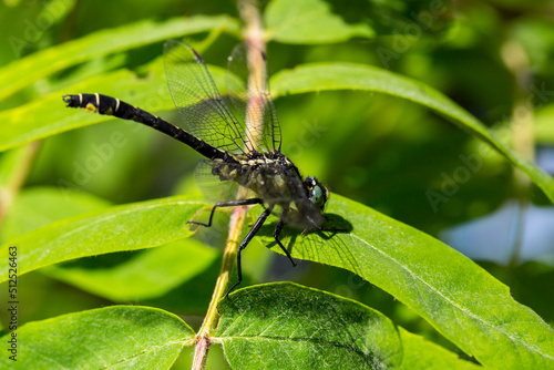 Dragonfly behind green leaves with sunny summer day