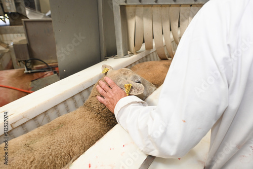 abattoirs abattage animaux viande boucherie mouton controle veterinaire photo