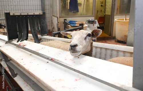 abattoirs abattage animaux viande boucherie mouton © JeanLuc