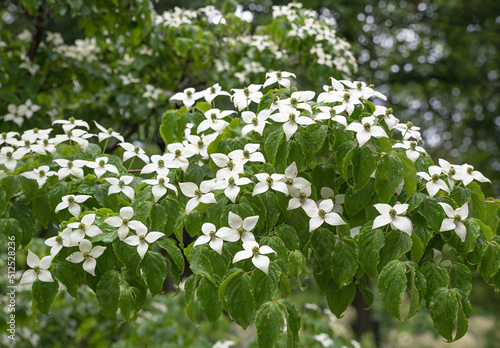 chinese white flowering dogwood, cornus kousa chinensis photo
