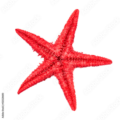 Caribbean red starfish. Dried sea starfish isolated on white background top view.