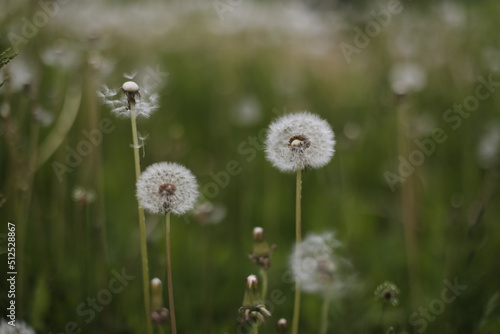 Ripe dandelions in summer in the field. Dandelion flowers blossom. Summer natural background.
