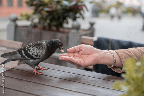 A cafe visitor feeds a dove with a bun from his hand. Breakfast in a cafe. photo