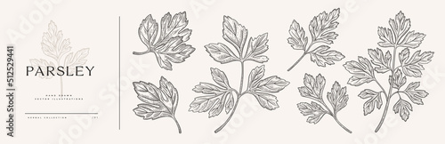 Big set of parsley branches. Spicy plant on a light background isolated. Can be used for your design. Vintage botanical illustration in engraving style.