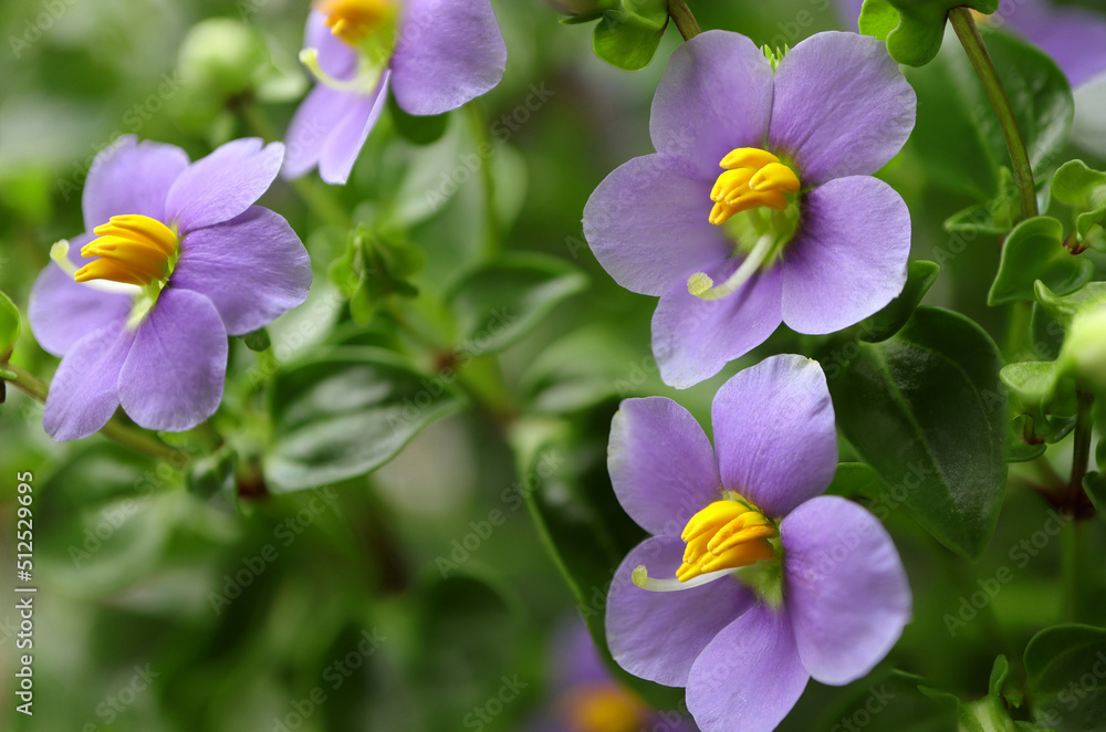 Persian violet's in full bloom. Cute small purple flowers(Exacum affine,Arabian, persian gentian, german violet) ornamental plants in the garden.