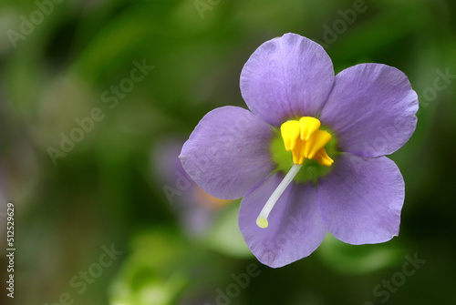 Persian violet's in full bloom. Cute small purple flowers(Exacum affine,Arabian, persian gentian, german violet) ornamental plants in the garden.