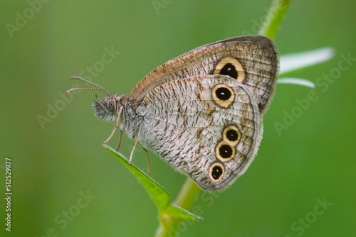 close up of a butterfly