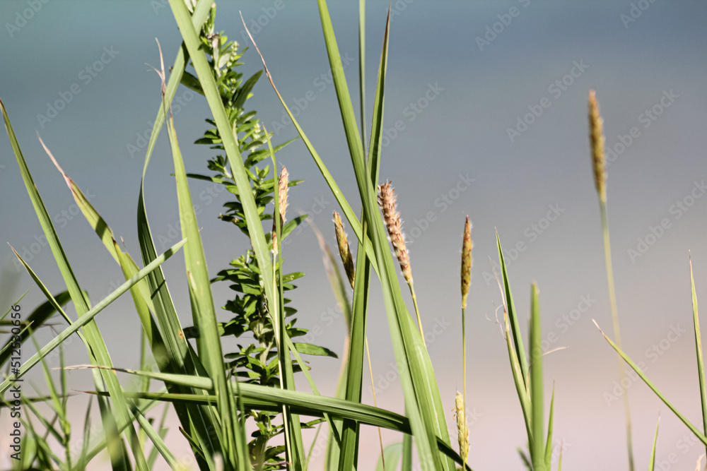 Obraz premium Barley blooming by the roadside. 