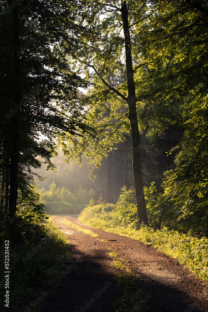 Obraz premium Morgen im Wald