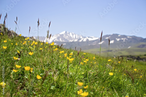 Alpine meadows against the backdrop of snowy mountain peaks. Foothills of Elbrus, Dzhily Su