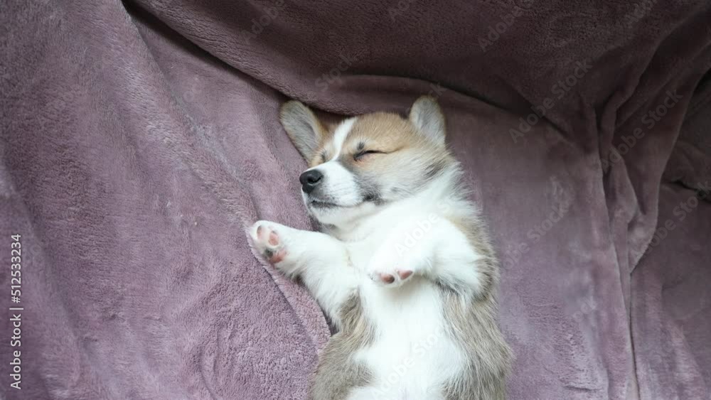 the welsh corgi puppy is sleeping the welsh corgi puppy is sleeping