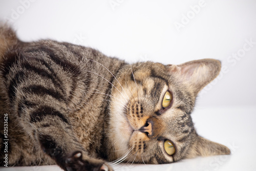 Close-up of brown cat on a white background