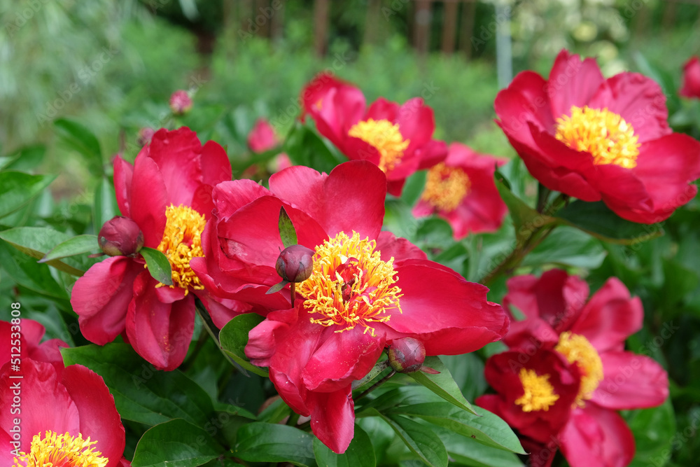 Paeonia lactiflora 'Blaze' in flower. Paeonia lactiflora 'Blaze' in flower.
