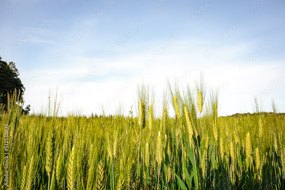 Obraz premium Field of green wheat in Italy, near Pesaro and Urbino, in the region Marche of Italy. Close up of the ears with detail of the grains