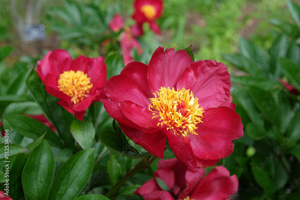 Paeonia lactiflora 'Blaze'  in flower.