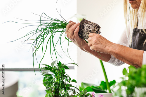 Woman transplanting plant in room at home