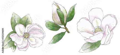 Set of magnolia flowers. Watercolor Hand draw illustration, isolated