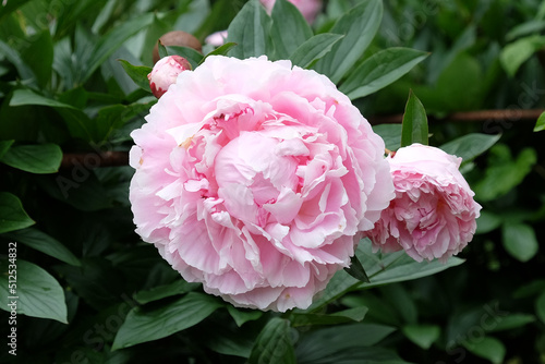 Paeonia lactiflora  Sarah Bernhardt  in flower.