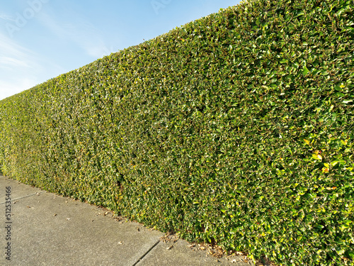 Perspective view of green hedge with concrete sidewalk in front and blue sky in background