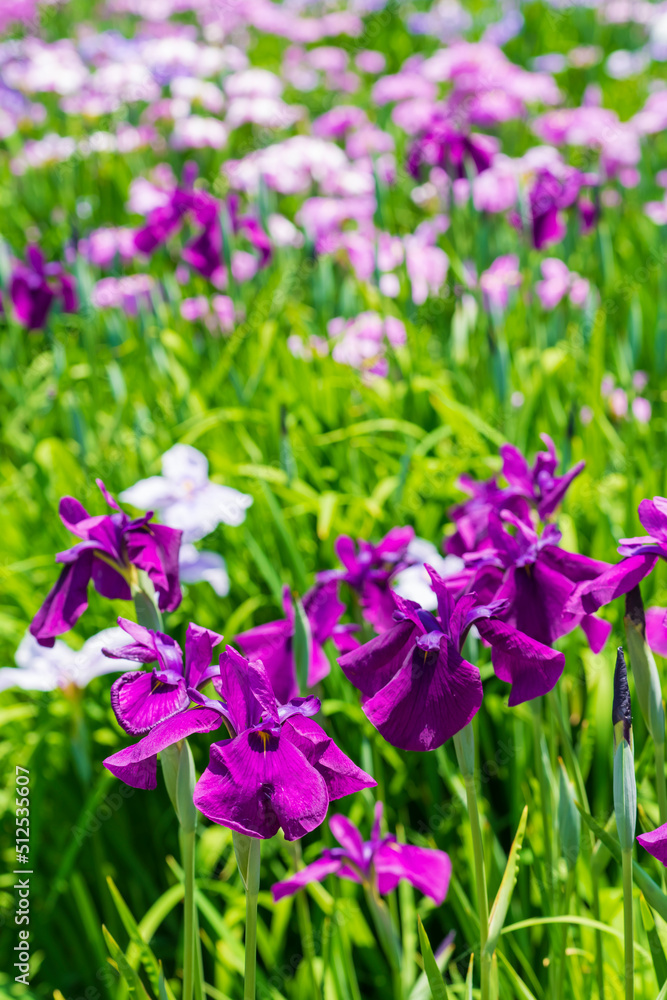 菖蒲園(水元公園) 菖蒲園(水元公園)