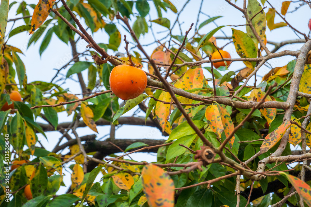 Persimmon fruits on thin branches Persimmon fruits on thin branches