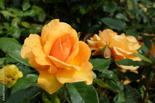 Rose  Golden Beauty  in flower.