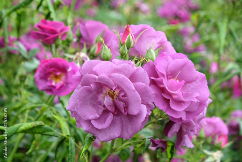 Purple Rosa 'Rhapsody in Blue' in flower