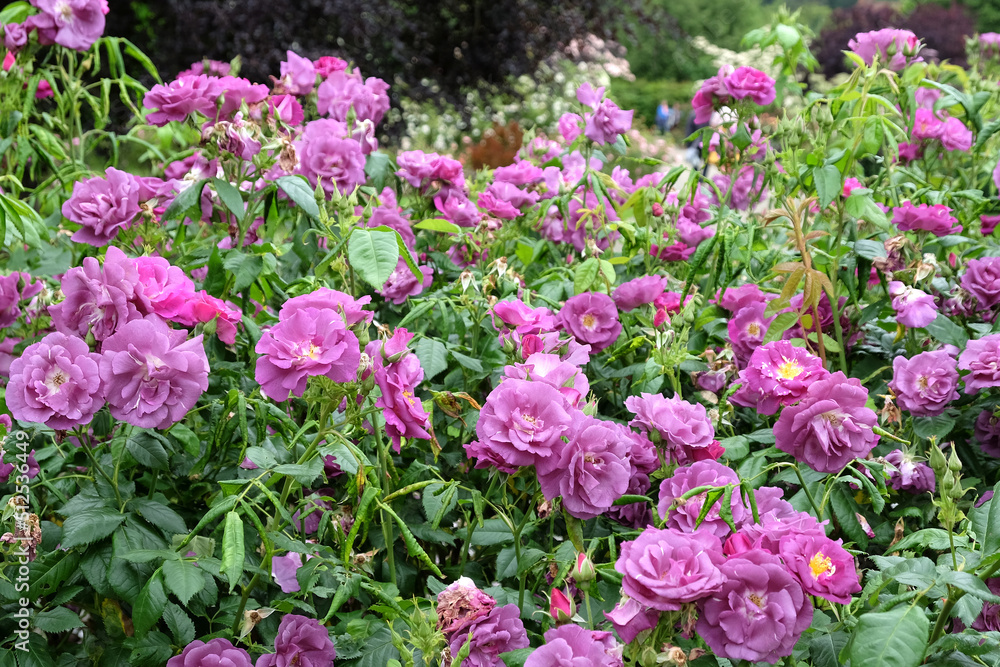 Purple Rosa  'Rhapsody in Blue'  in flower