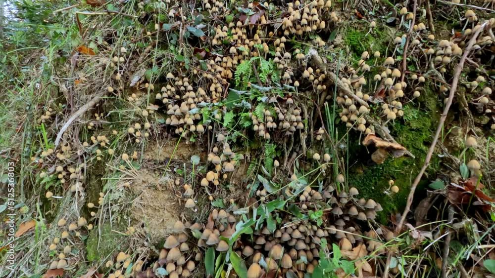 Group of funguses on the slope of mount. Pan up Group of funguses on the slope of mount. Pan up