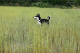 Husky in a flax field in Eure, France.