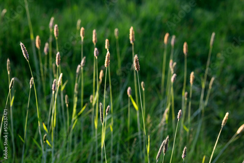 Wild grass in Eure, France